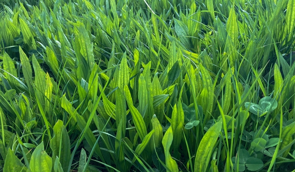 A picture of plantain and clover mix